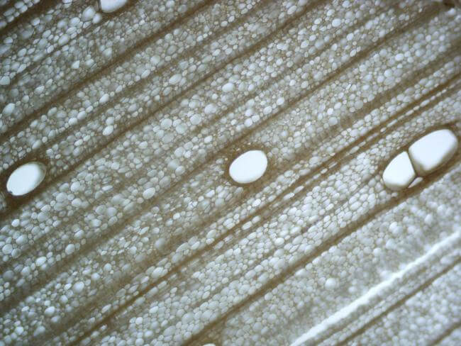 Pores seen in a balsa wood cross section (Image courtesy of Tian Li, School of Mechanical Engineering, Purdue University)